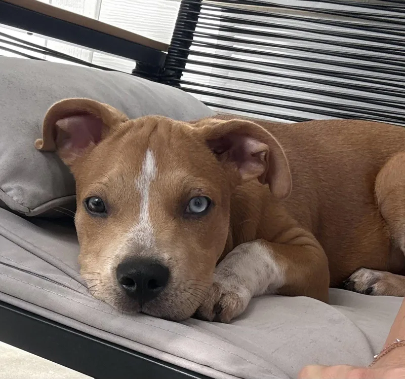 A baby medium-sized female Catahoula Leopard Dog dog named Betty for adoption in Royal Palm Beach, FL