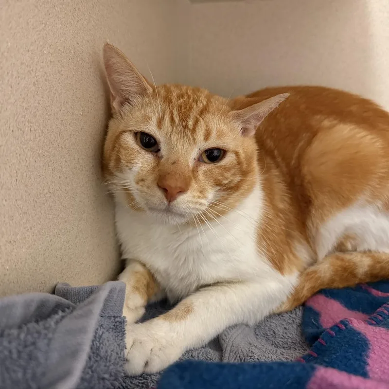 A young medium-sized male Orange / Red Domestic Short Hair cat named Chicken Parm for adoption in Fredericksburg, VA