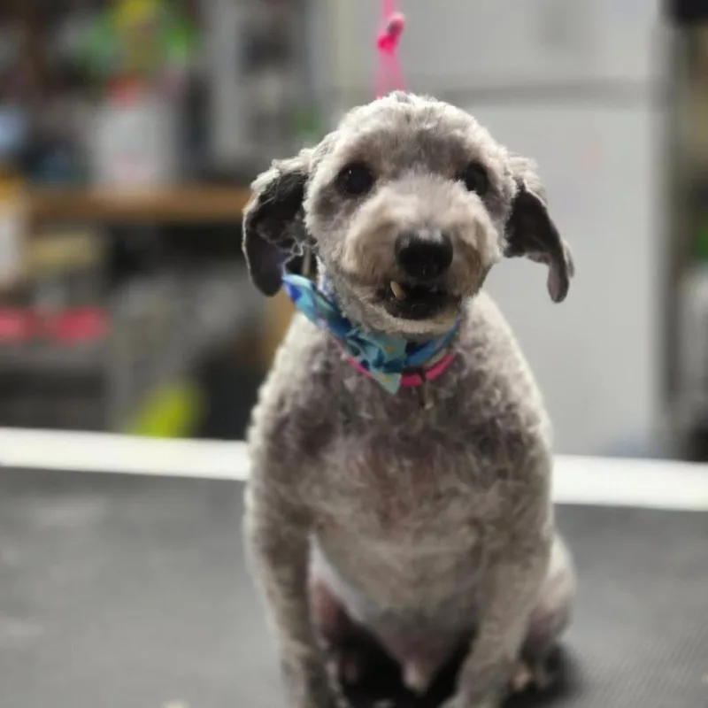 Linus