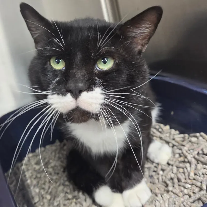 An adult large-sized male Domestic Short Hair cat named Clyde for adoption in Lakeland, FL