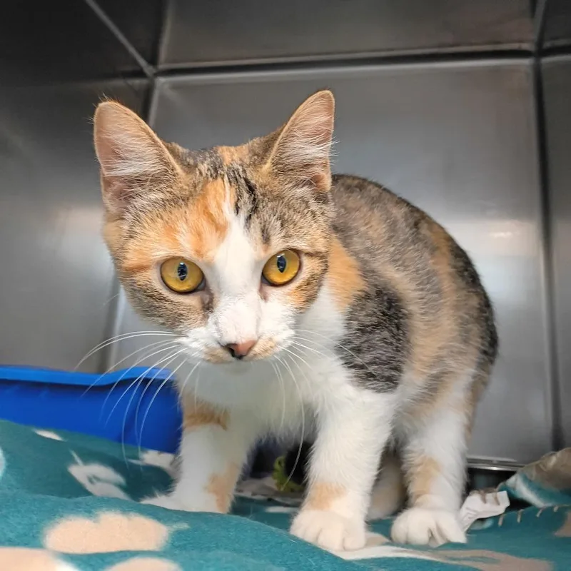 A young medium-sized female Calico Domestic Short Hair cat named Wisteria for adoption in Newport, NC