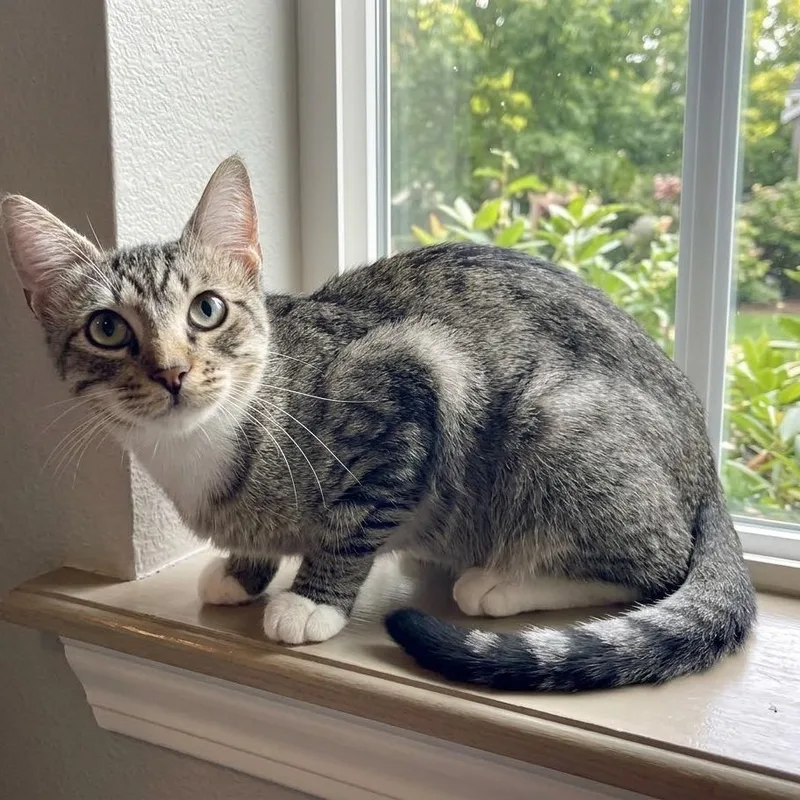 A young medium-sized male Domestic Short Hair cat named Batman for adoption in Booneville, AR