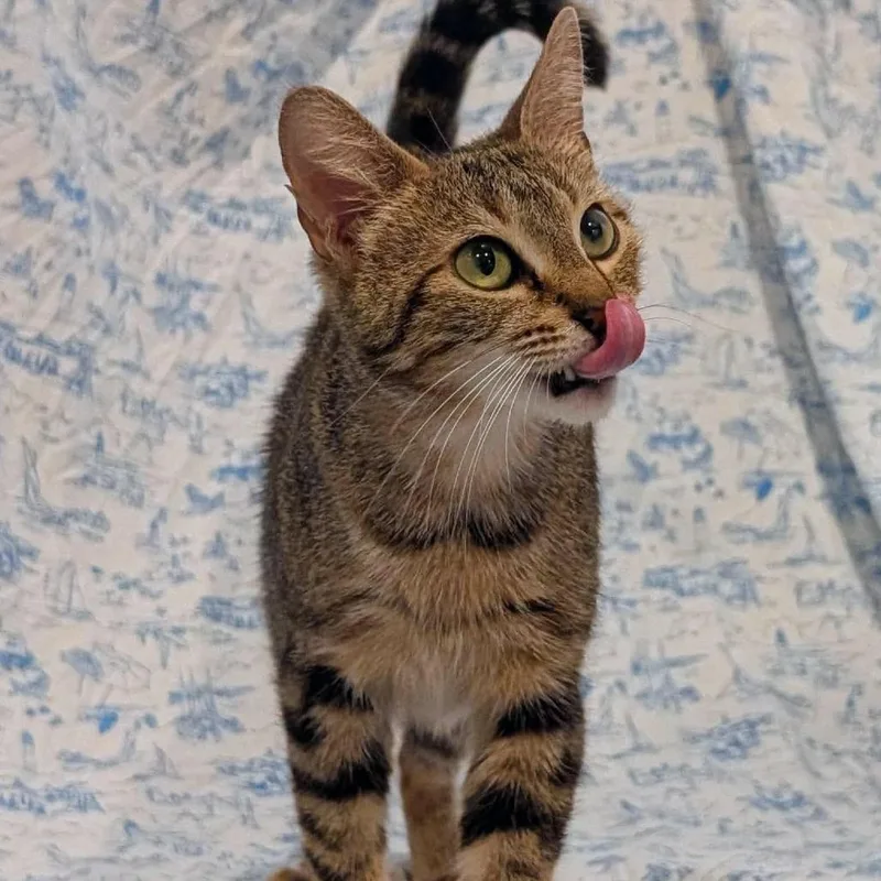 A young medium-sized female Brown / Chocolate Domestic Short Hair cat named Guinness for adoption in Lutz, FL