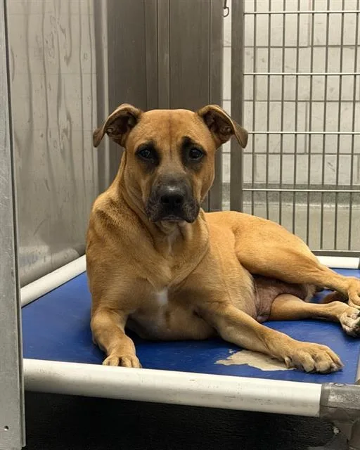 An adult medium-sized female Mixed Breed dog named Fema for adoption in Dallas, TX