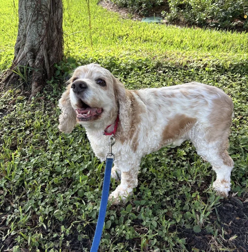 A senior medium-sized male White / Cream Cocker Spaniel dog named Sammie for adoption in Palm springs, FL