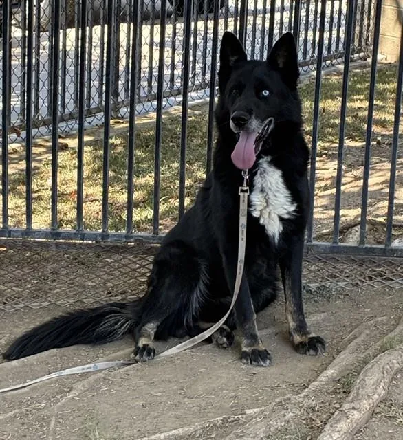 An adult large-sized male Siberian Husky dog named Kobe for adoption in Riverside, CA