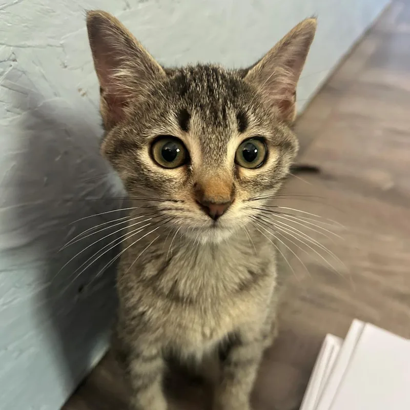 A baby small-sized female Gray / Blue / Silver Domestic Short Hair cat named Monica for adoption in Bastrop, TX