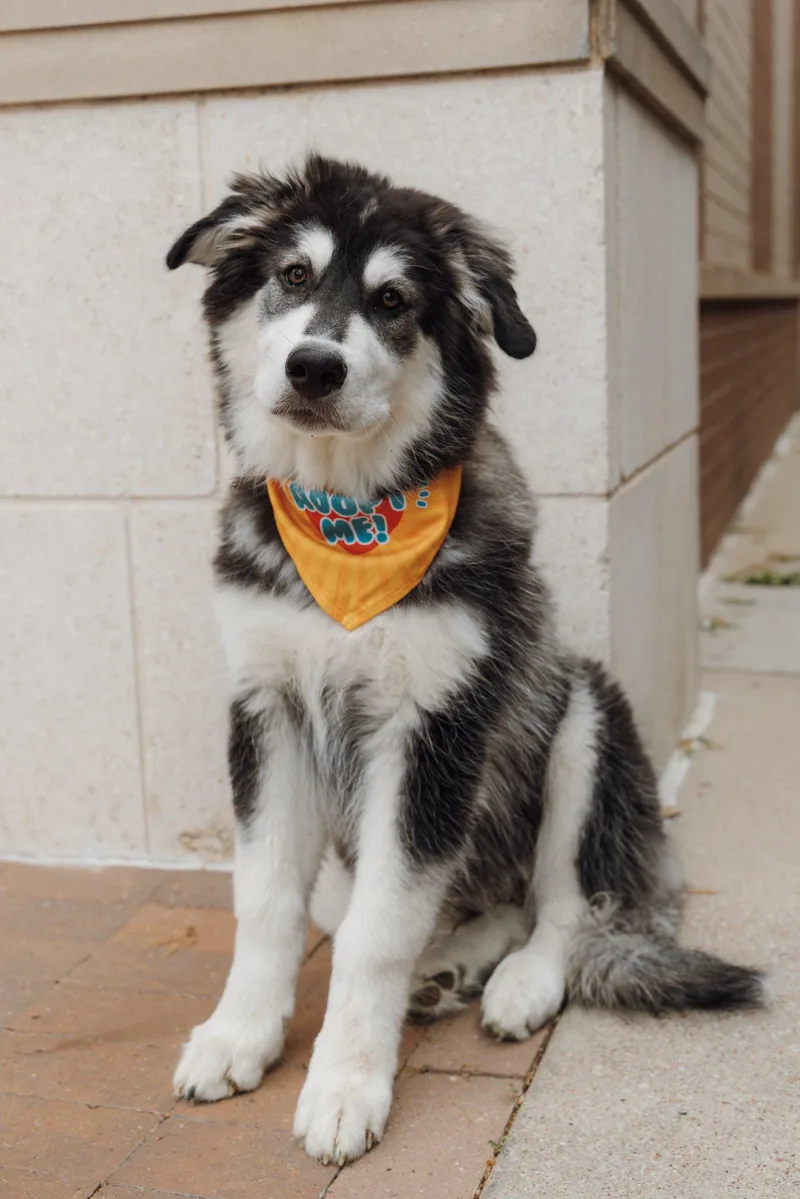 A baby medium-sized male Siberian Husky dog named Asher for adoption in Carrollton, TX