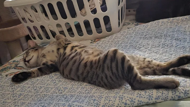A young small-sized male Tabby (Gray / Blue / Silver) Domestic Short Hair cat named Haaland for adoption in Hayward, CA