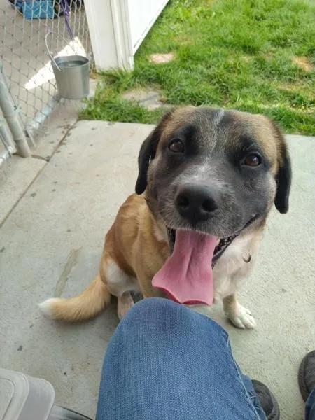 An adult medium-sized male Labrador Retriever dog named Prince for adoption in Pocatello, ID