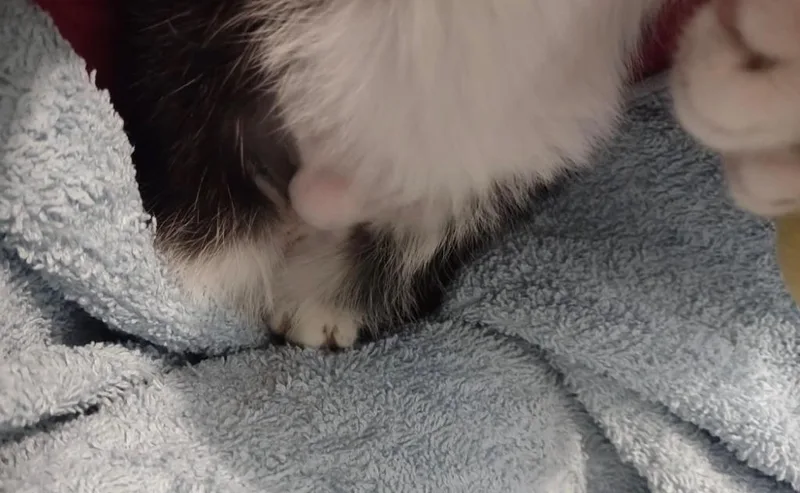 A baby medium-sized female Domestic Short Hair cat named Extra for adoption in Wintersville, OH