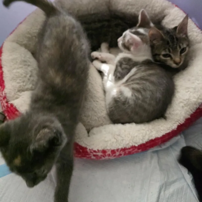A baby small-sized female Dilute Tortoiseshell Domestic Short Hair cat named Pebbles for adoption in Odenton, MD