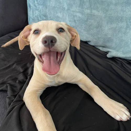 A young small-sized female Apricot / Beige Labrador Retriever dog named Waffles for adoption in Leesburg, AL