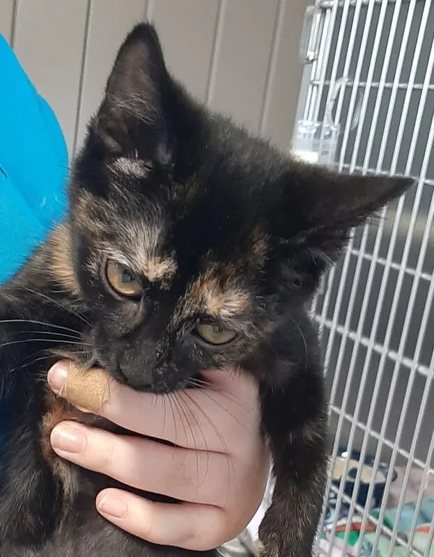 A baby medium-sized female Tortoiseshell Domestic Short Hair cat named Theda Bara for adoption in Georgetown, OH