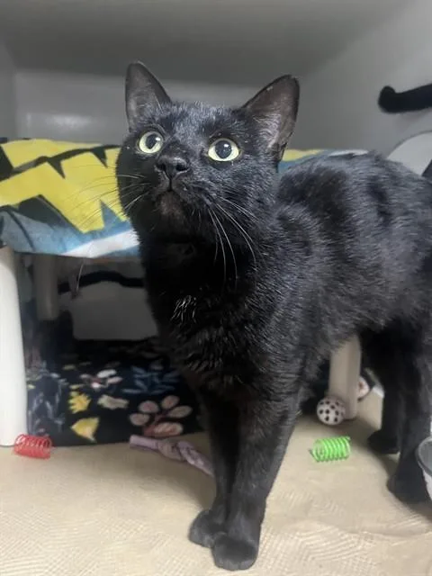 A young medium-sized female Domestic Short Hair cat named Salem Willow for adoption in Boston, MA