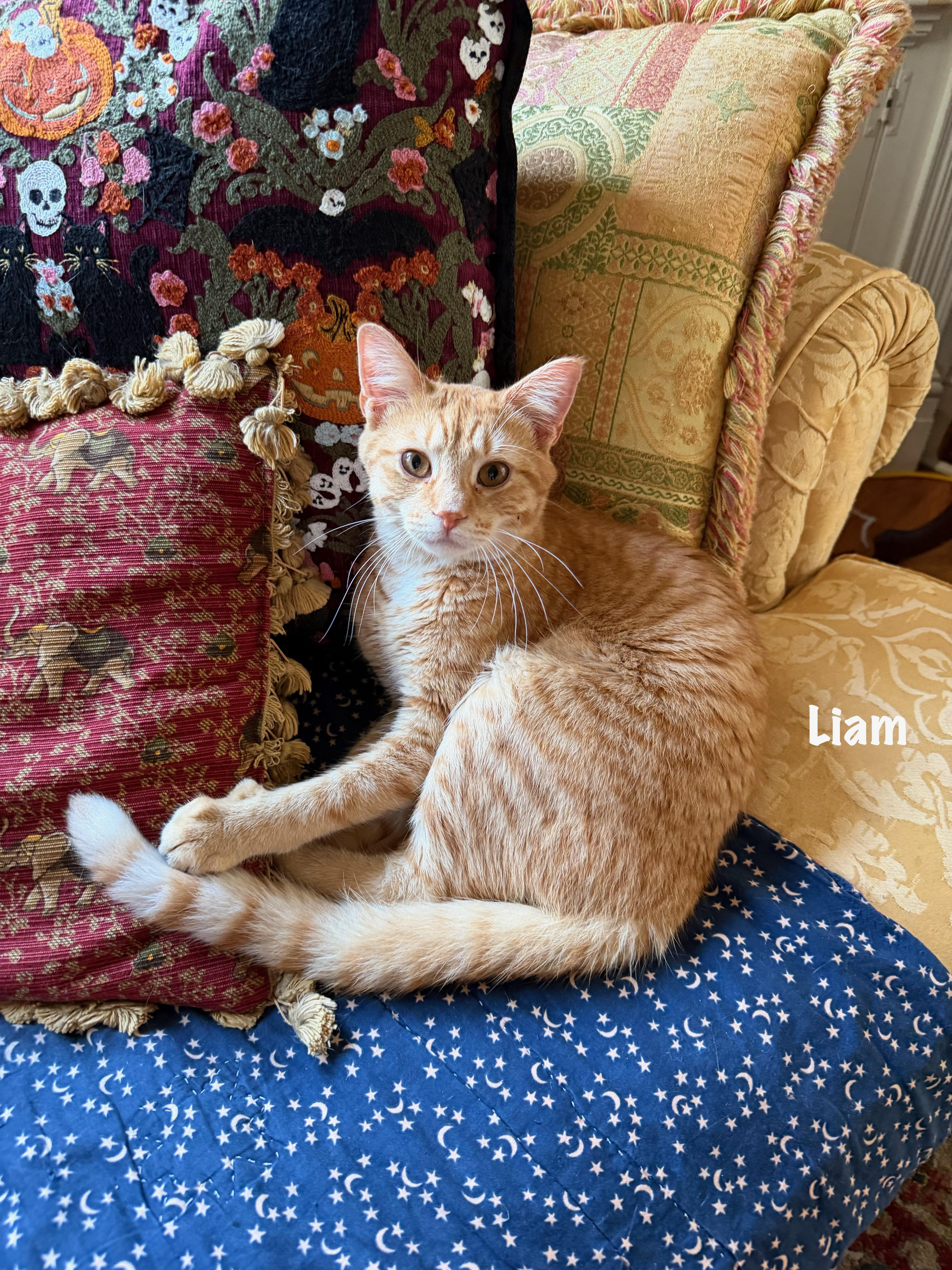 Liam thumbnail 3