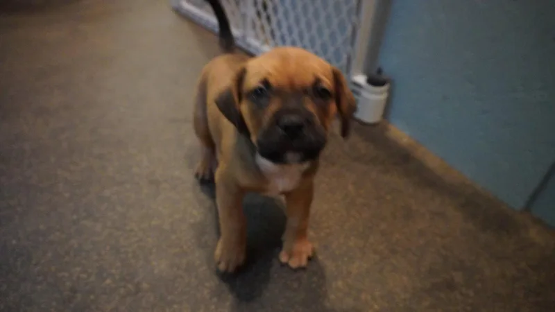 A baby medium-sized female Beagle dog named Olive for adoption in Herndon, VA