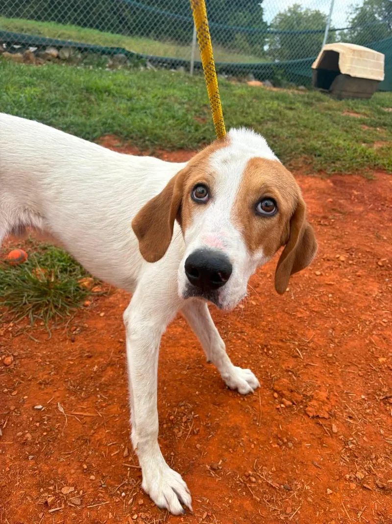 A young large-sized male Golden Retriever dog named Alvin for adoption in Munfordville, KY