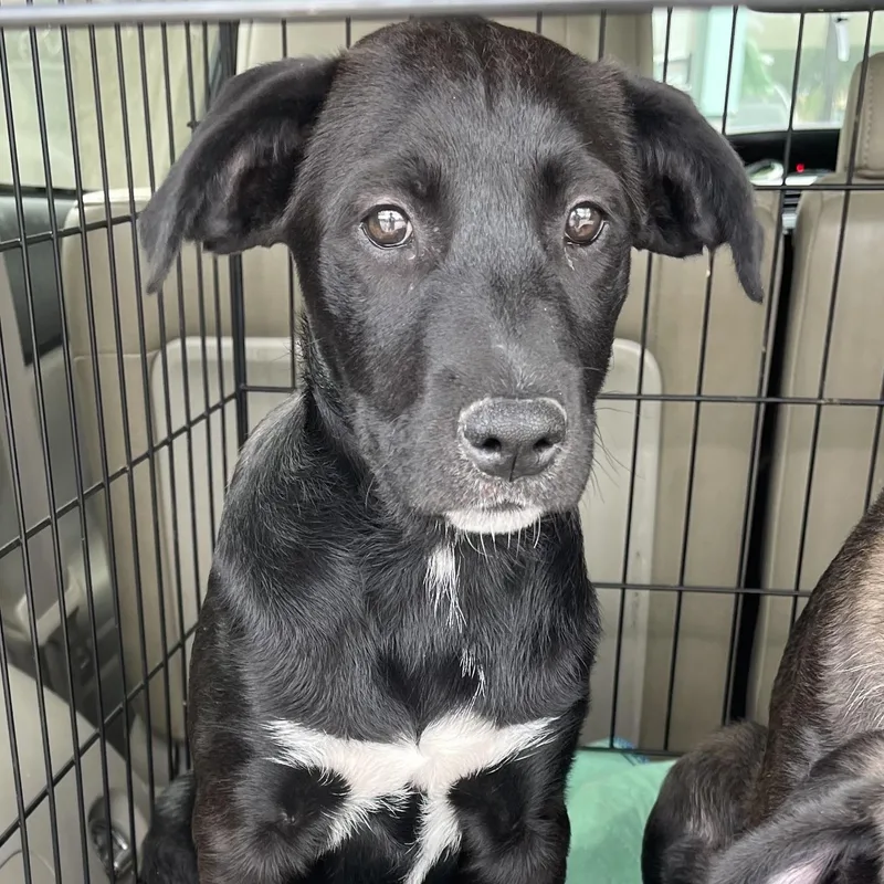 A baby medium-sized female Doberman Pinscher dog named Starfruit for adoption in Krum, TX