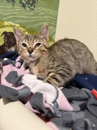 A baby medium-sized male Domestic Short Hair cat named Connecticut for adoption in Pleasanton, CA