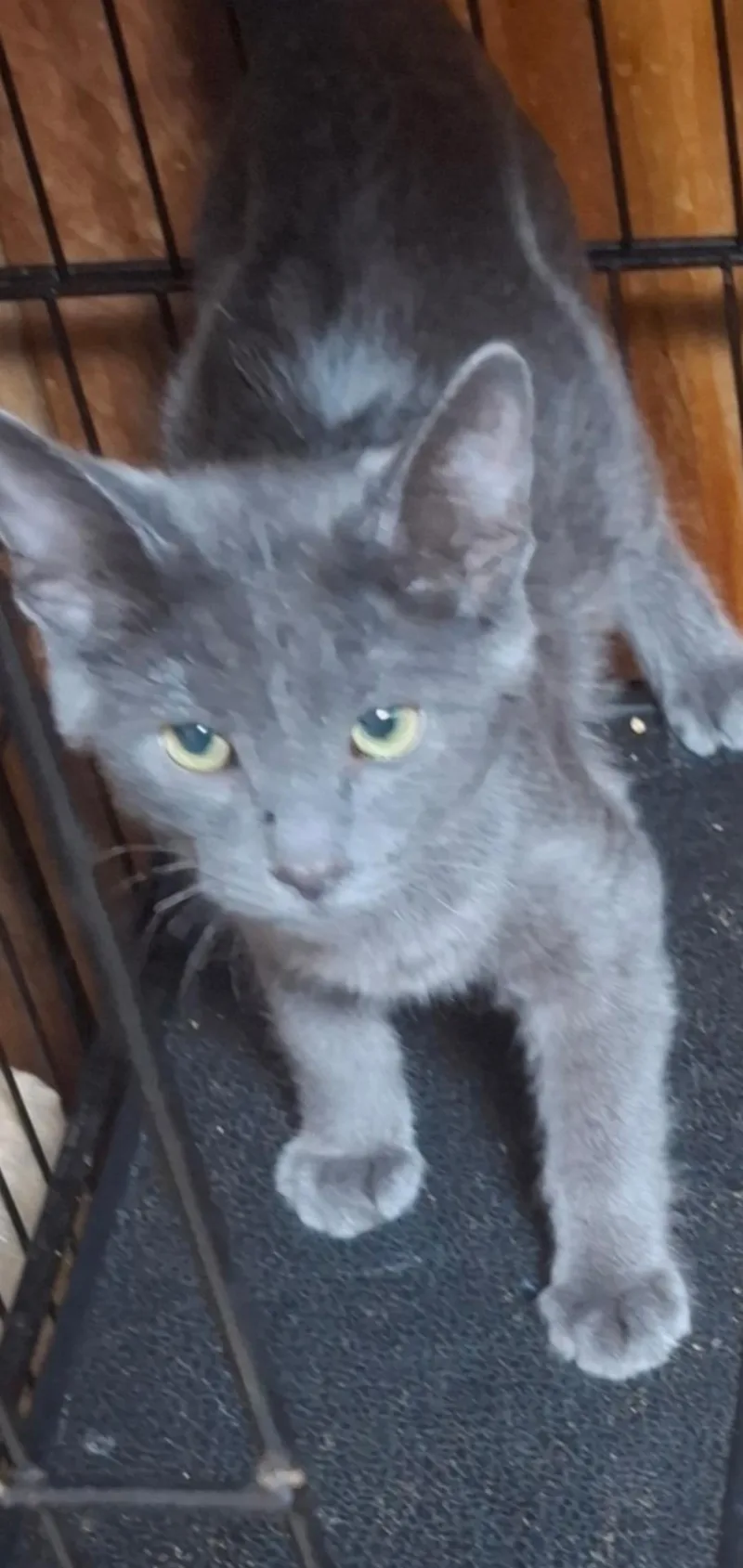 A young small-sized male Russian Blue cat named Huston for adoption in Muncie, IN