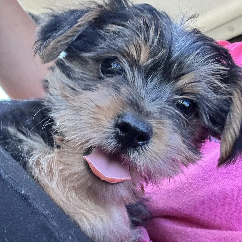 A baby small-sized female Apricot / Beige Yorkshire Terrier dog named Pebbles for adoption in Quinton, AL