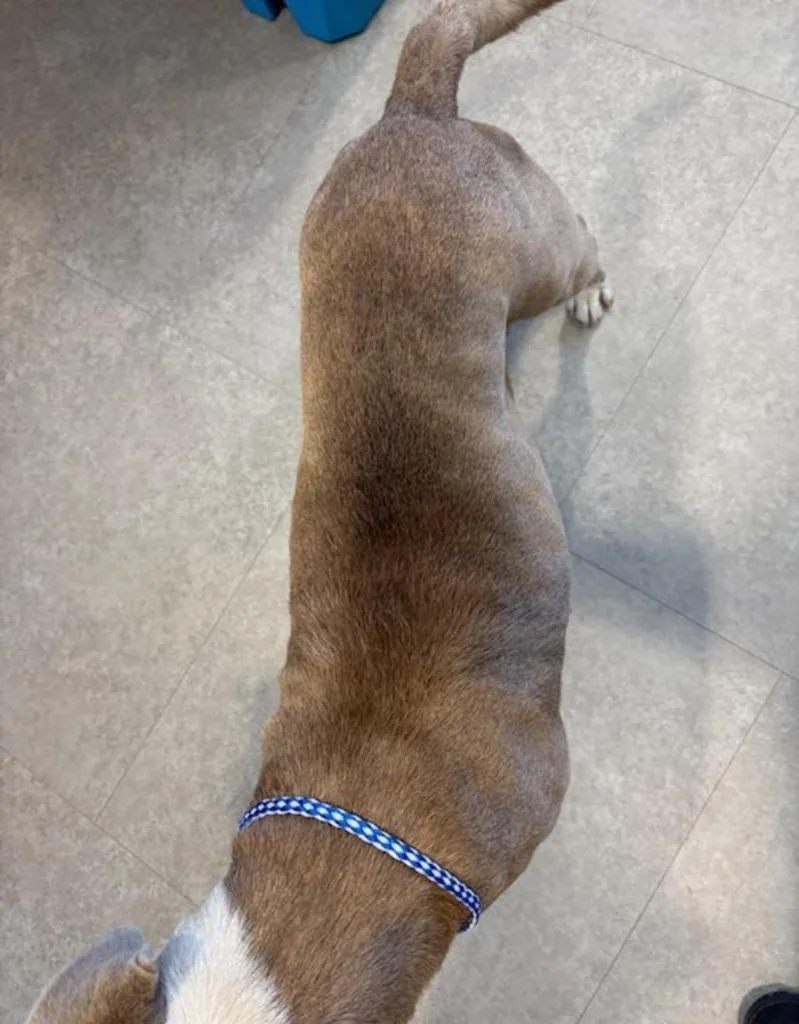 An adult large-sized male Mixed Breed dog named Draco for adoption in Bossier City, LA