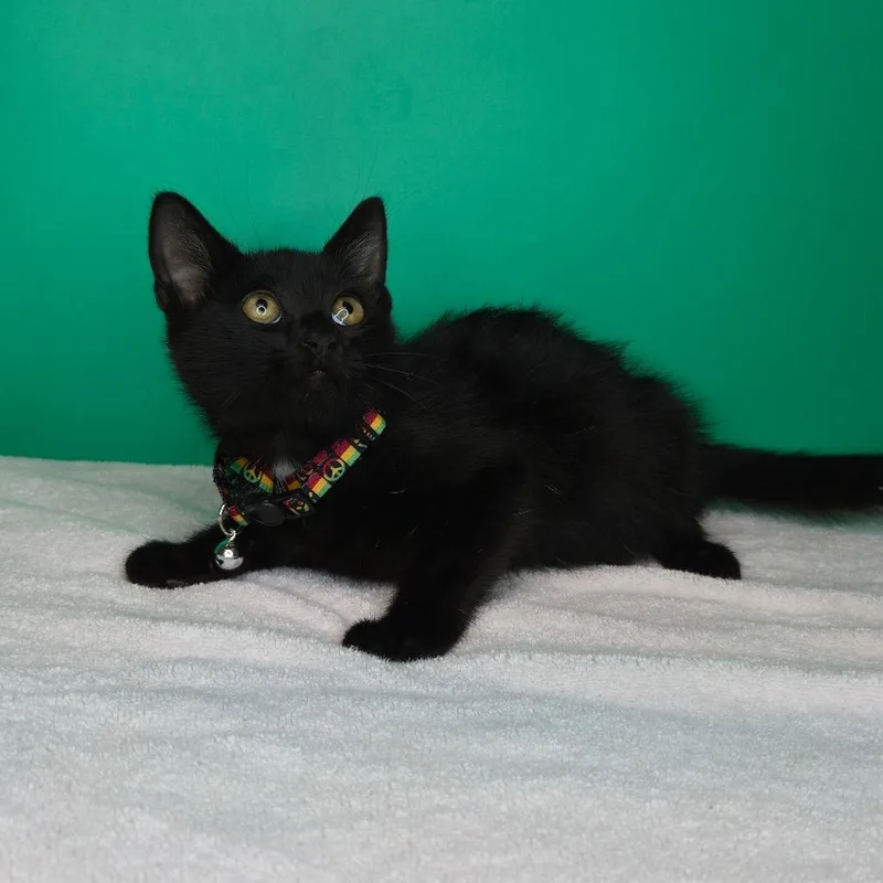A baby small-sized male Black Domestic Short Hair cat named Jett for adoption in San Antonio, TX