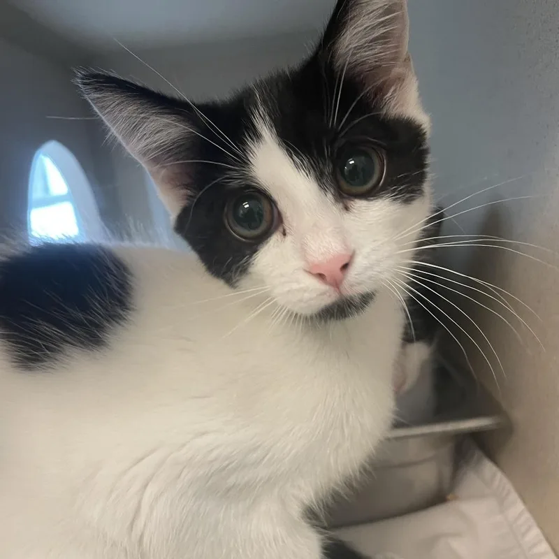 A baby small-sized female Black Domestic Short Hair cat named Madame Cheng for adoption in Gloucester, VA