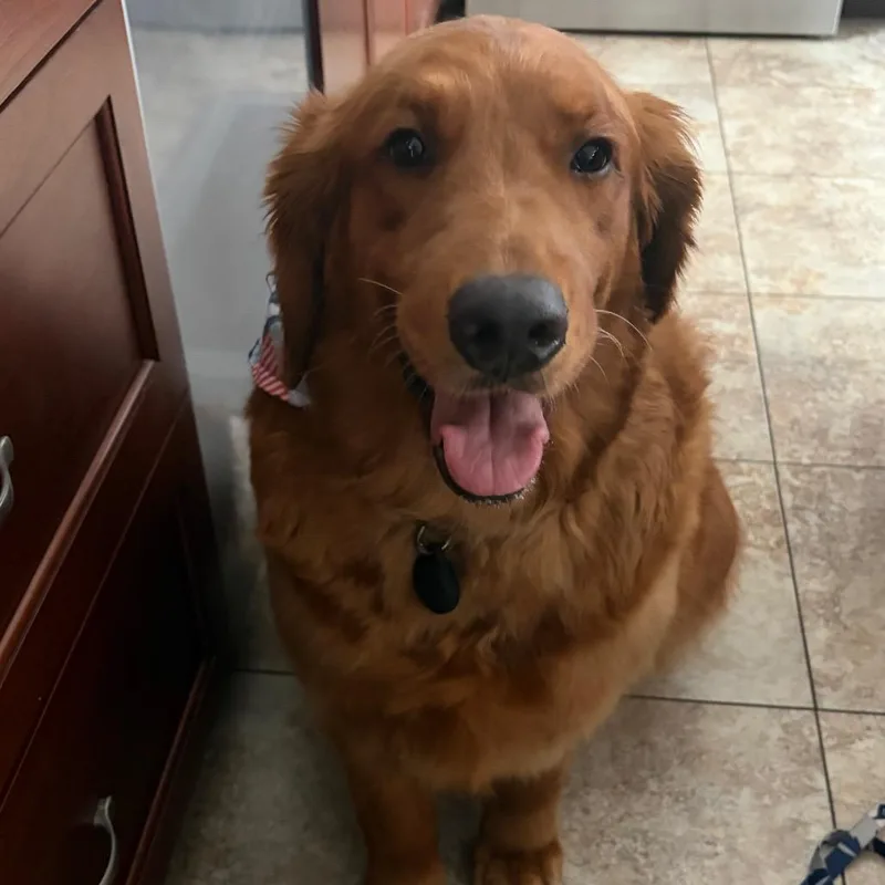 An adult large-sized female Red / Chestnut / Orange Golden Retriever dog named Xyla for adoption in Sinking Spring, PA