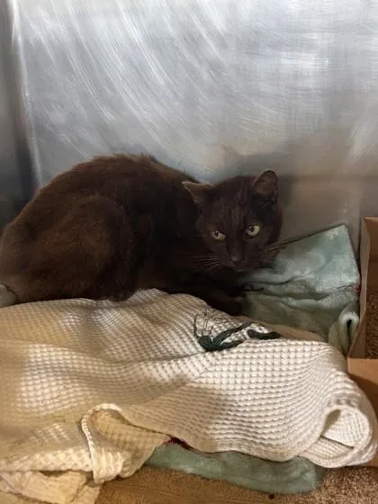 An adult small-sized female Domestic Short Hair cat named Godiva for adoption in Roseville, CA