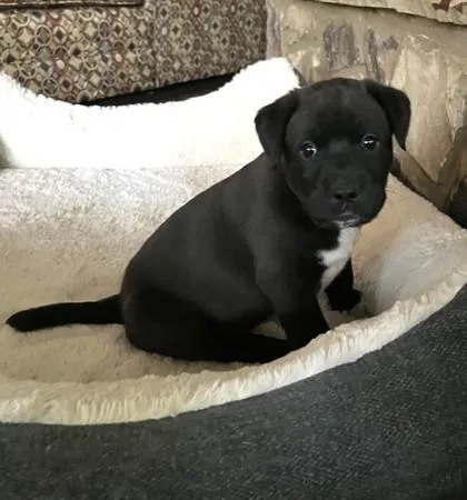 A baby medium-sized male Mixed Breed dog named Pauly for adoption in Cumming, GA