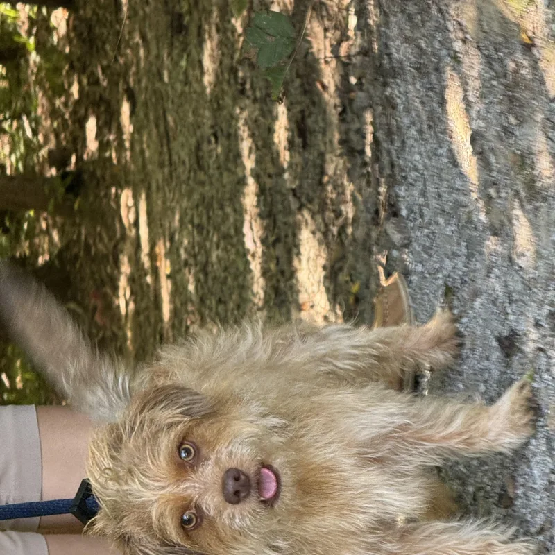 A young small-sized male Terrier dog named Waylon for adoption in Meherrin, VA