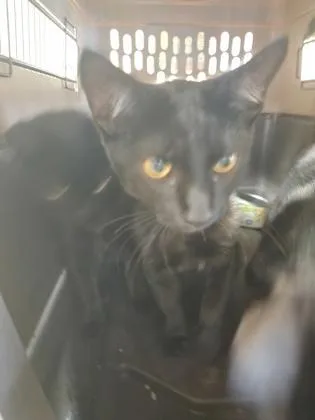 A baby small-sized male Domestic Short Hair cat named Larry for adoption in Independence, MO