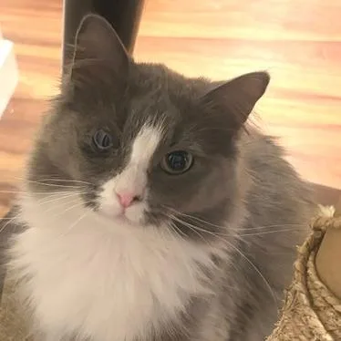 A young medium-sized female Gray / Blue / Silver Domestic Medium Hair cat named Esme C for adoption in Minnetonka, MN
