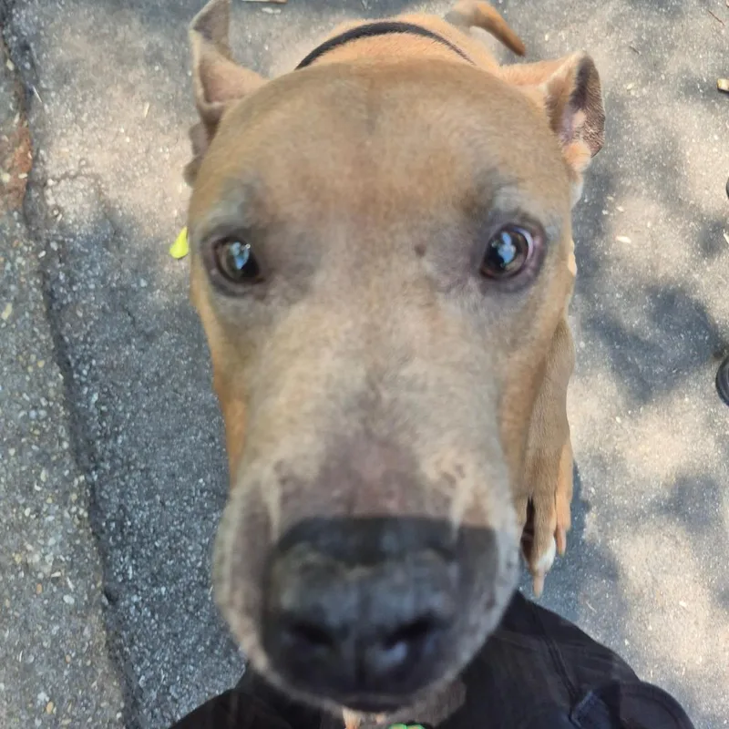 An adult medium-sized male Brown / Chocolate Mixed Breed dog named Brooks for adoption in Columbus, GA