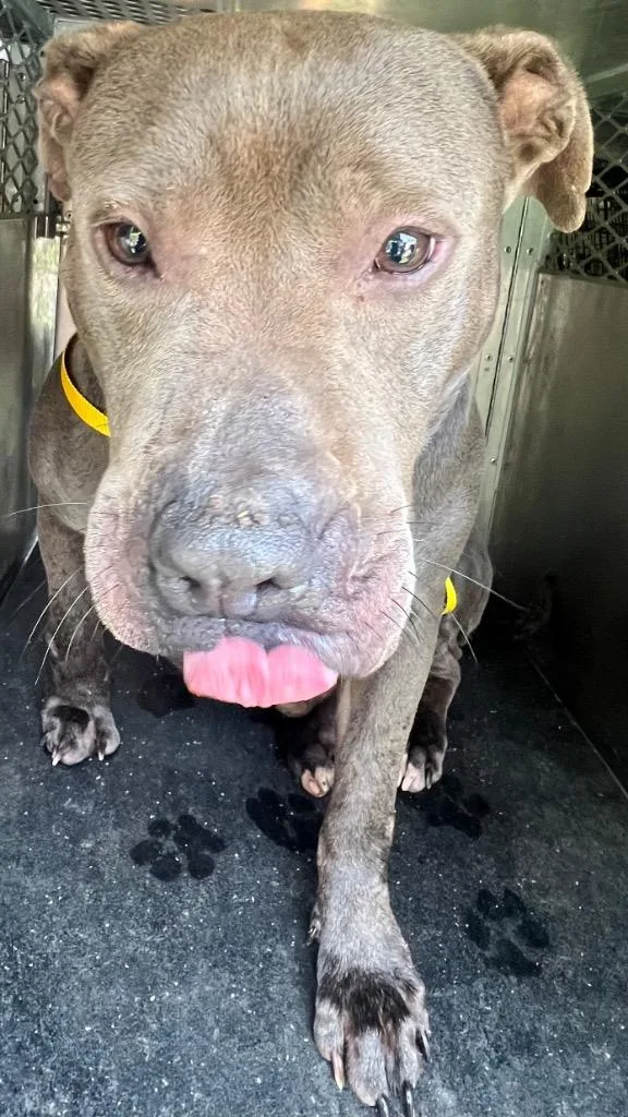 A young large-sized male Mixed Breed dog named Jim for adoption in Rome, GA