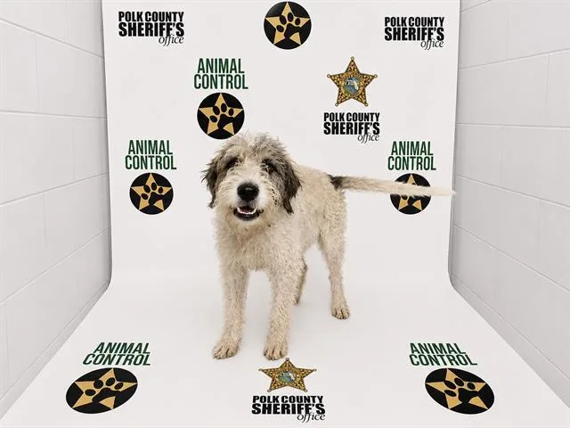 A young medium-sized male Tibetan Terrier dog named Alaric for adoption in Winter Haven, FL