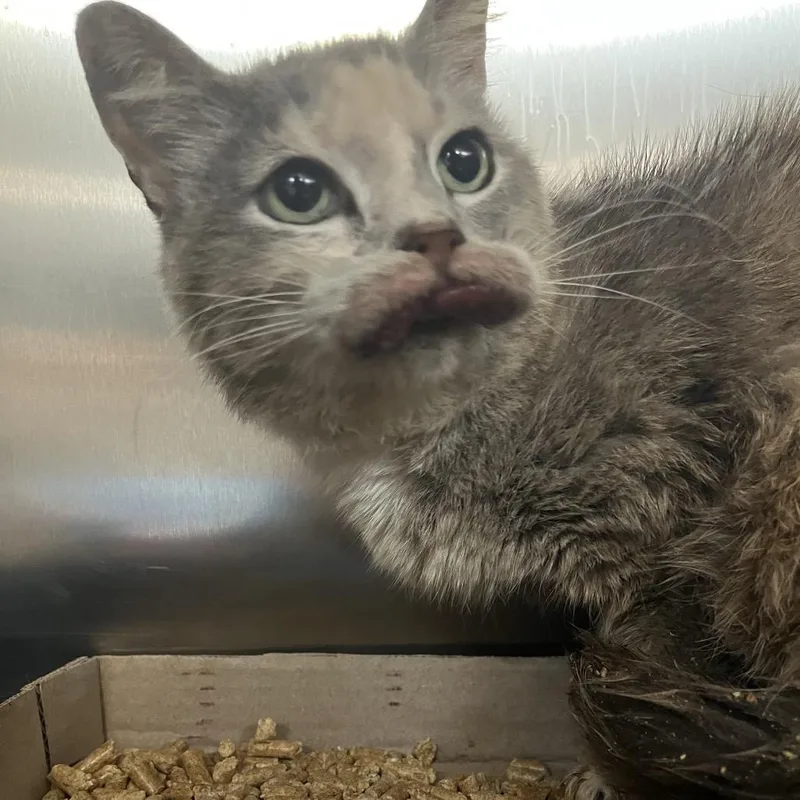 A senior medium-sized female Calico Domestic Short Hair cat named Chow Mein for adoption in Chattanooga, TN