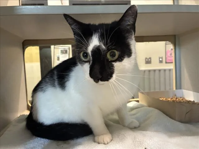 An adult medium-sized male Domestic Short Hair cat named Riker for adoption in Chapel Hill, NC