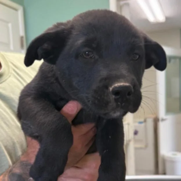 A baby small-sized male Shepherd dog named Ross for adoption in Los Angeles, CA