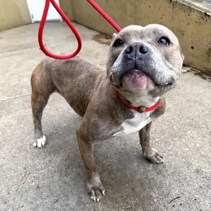 A baby medium-sized female Brindle Pit Bull Terrier dog named Dr. Santos for adoption in Northbrook, IL