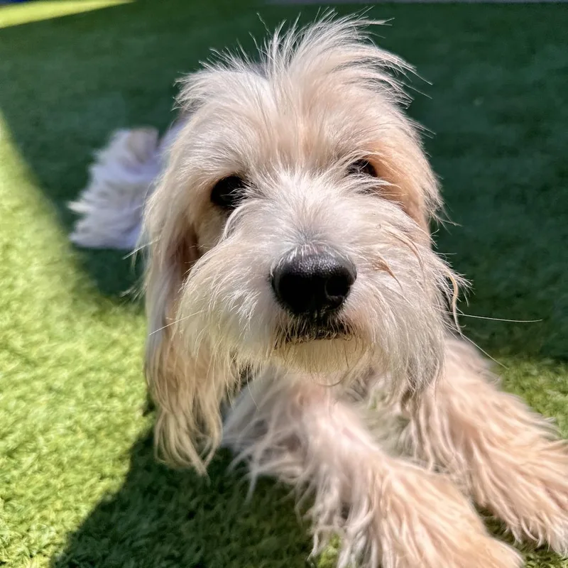 An adult small-sized male White / Cream Mixed Breed dog named Asher for adoption in Matteson, IL