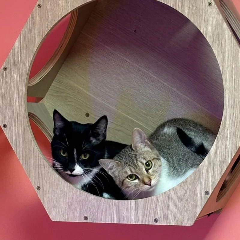 Tiltawhirl thumbnail 2