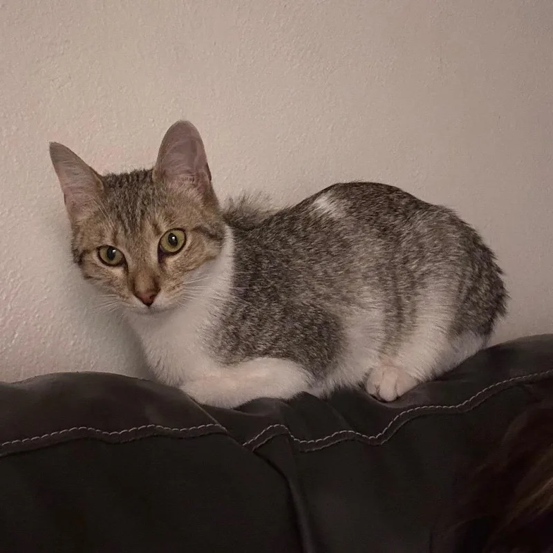 Tiltawhirl thumbnail 3