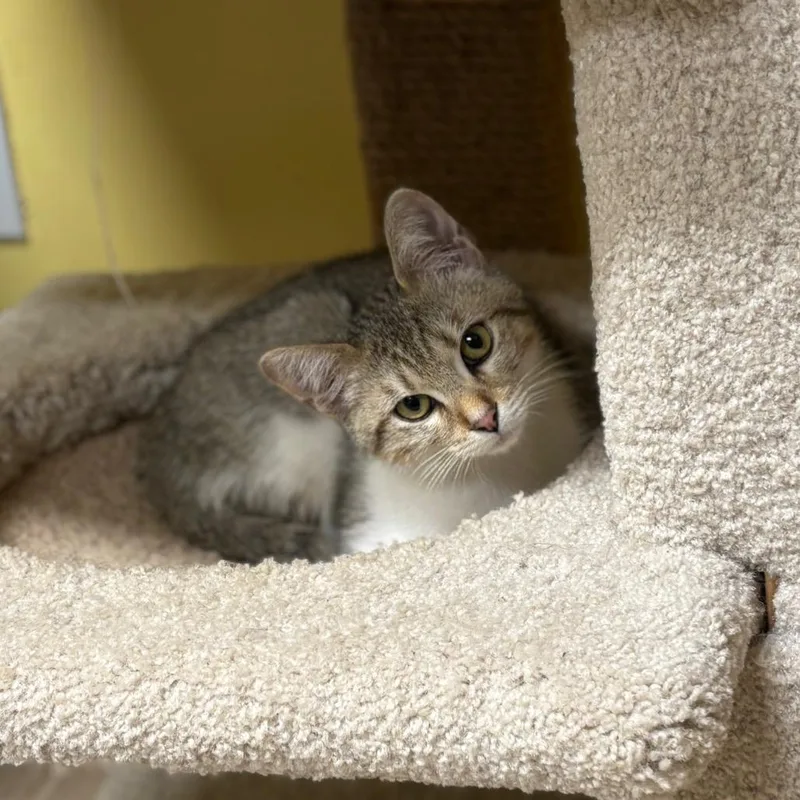 Tiltawhirl thumbnail 5