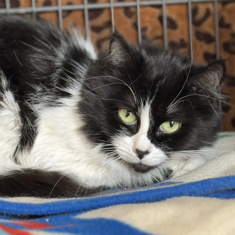 An adult medium-sized female Black & White / Tuxedo Domestic Medium Hair cat named Cookie for adoption in Winchendon, MA