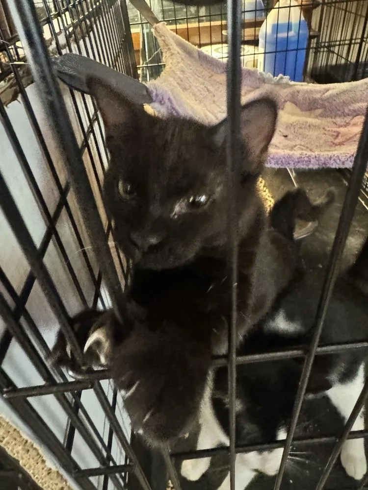 A young small-sized male Black Bombay cat named Beethoven for adoption in Plumerville, AR