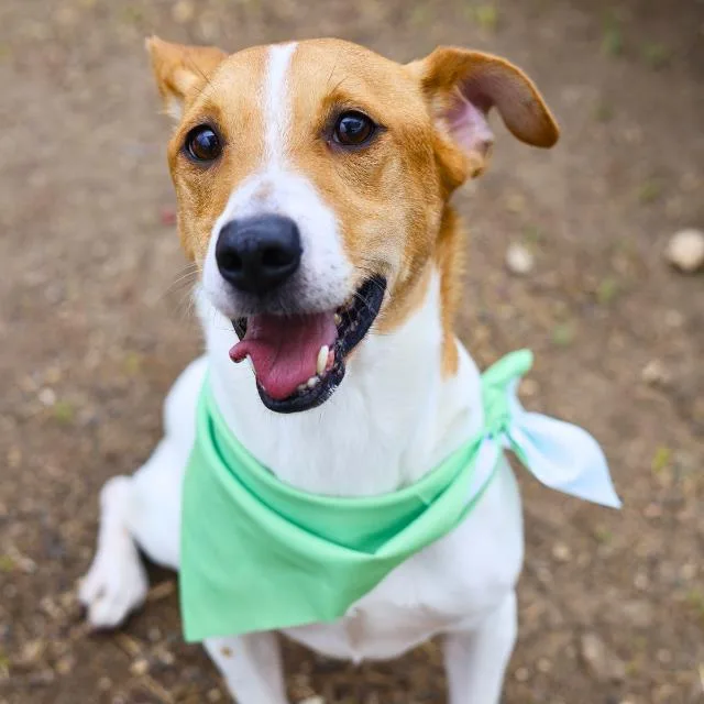 An adult medium-sized male Terrier dog named George for adoption in San Antonio, TX