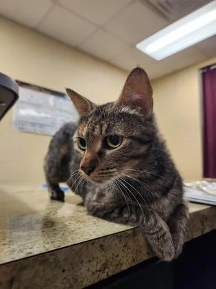 An adult small-sized female Domestic Short Hair cat named Sparkles for adoption in Independence, MO